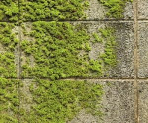 moss on the masonry 